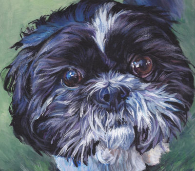 Shih Tzu,head,topknot,bubble