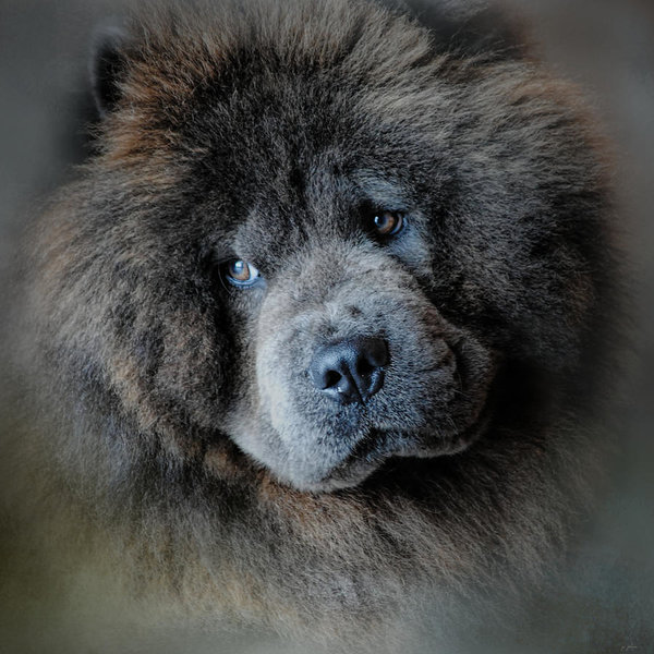 Chow Chow,stilted,gait,movement,structure
