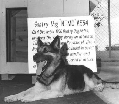 Nemo, military dog, German Shepherd Dog,Robert Thorneburg