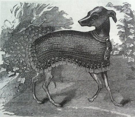 Italian Greyhound, collar, clothing
