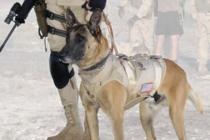 Cairo, Belgian Malinois,Navy SEAL Team 6, Golden Retriever,Titone,German Shepherd Dog