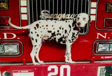 Dalmatian,Twenty, 9/11