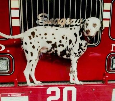 Dalmatian,Twenty, 9/11