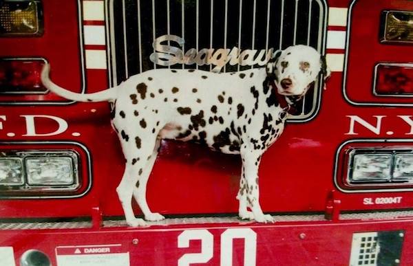 why are dalmatians fire dogs