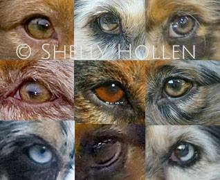 Australian Shepherd, eyes,color,genetics
