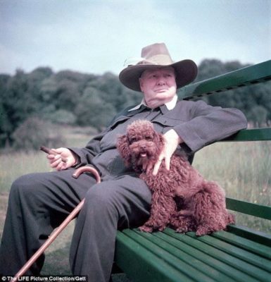 Winston Churchill,Bulldog,Poodle