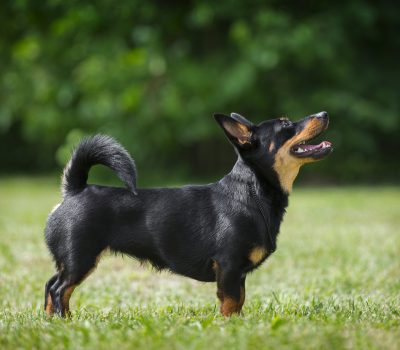 Lancashire Heeler,Ormskirk Terrier,Ormskirk Heeler, "nip and duck" breed,vulnerable breed