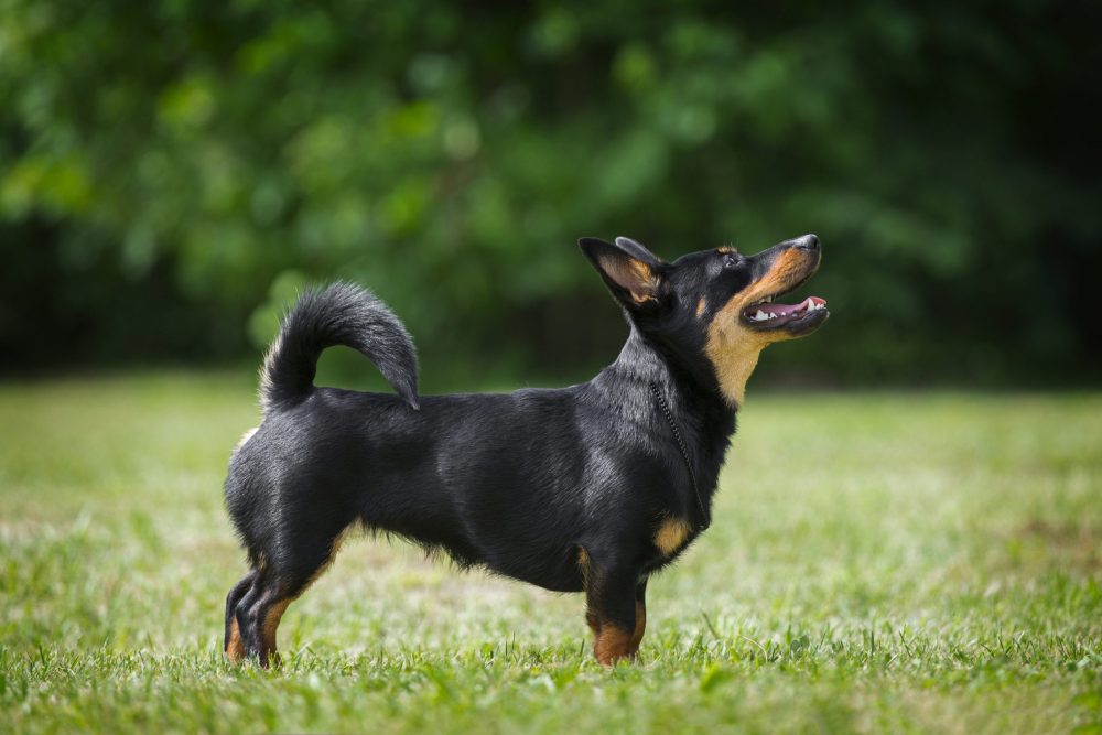 Lancashire Heeler,Ormskirk Terrier,Ormskirk Heeler, "nip and duck" breed,vulnerable breed