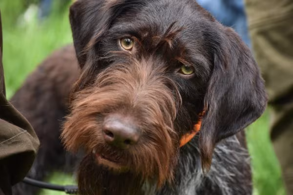 German Wirehaired Pointer,Deutsch Drahthaar,Pudelpointer, Barbet, Stichelhaair,Schapudel,Schafspudel,Ruehaair,German Shorthair Pointer