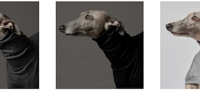 Whippet,Greyhound,coat