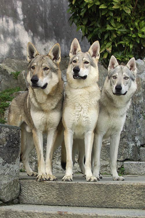 Czechoslovakian Vlčák,Czechoslovakian wolfdog,German Shepherd Dog,Carpathian Wolf,Českoslovenští vlčáci.