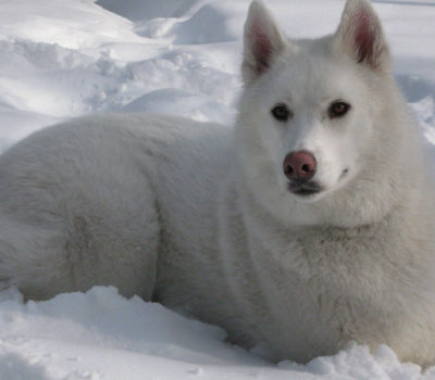 Snow nose, Winter Nose,Siberian Husky,Labrador Retriever,Bernese Mountain Dog,German Shepherd Dog,nose