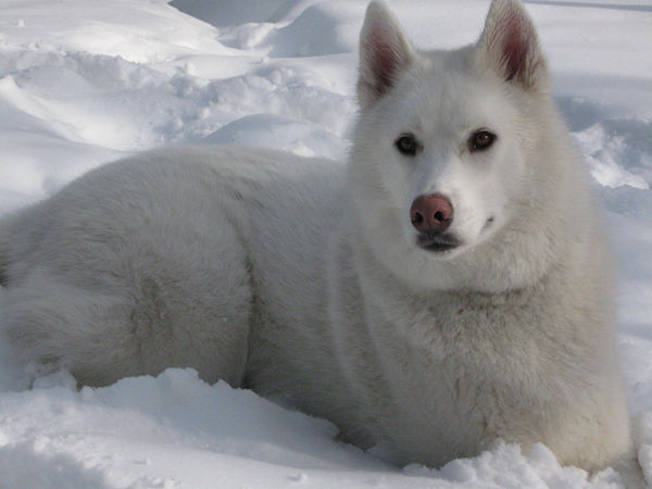Snow nose, Winter Nose,Siberian Husky,Labrador Retriever,Bernese Mountain Dog,German Shepherd Dog,nose