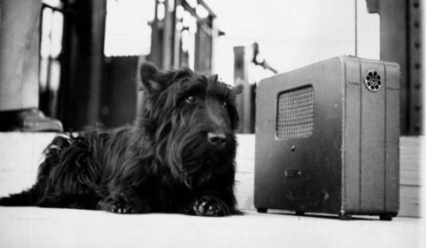 Fala,Franklin Roosevelt,Scottish Terrier