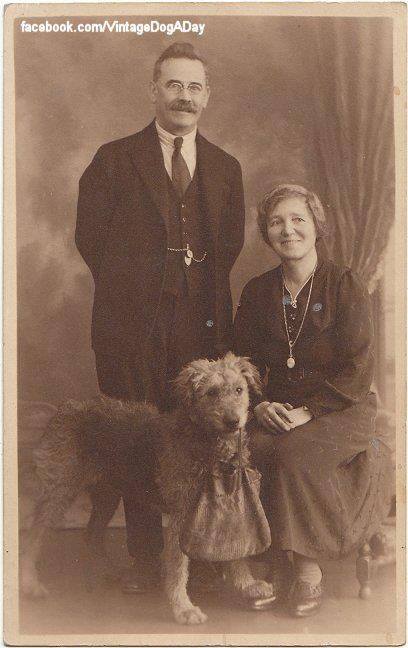 Photo, Airedale Terrier,