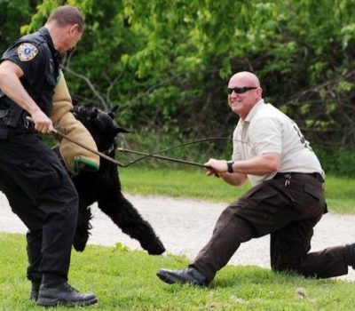 Giant Schnauzer,police dog,Schutzhund