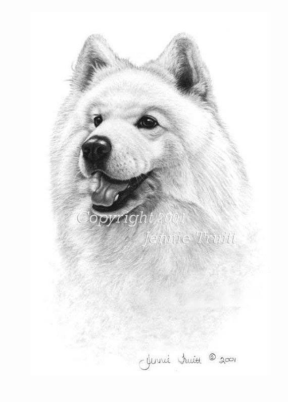 Samoyed,color,