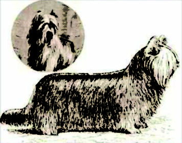 Clydesale Terrier,Glasgow Skye, Silk Coated Skye Terrier, Paisley Terrier, Yorkshire Terrier