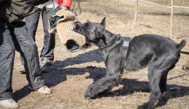 Giant Schnauzer,police dog,Schutzhund