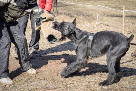Giant Schnauzer,police dog,Schutzhund