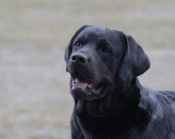 Labrador Retrievers,Golden Retrievers,Guide Dog, Seeing Eye Dog