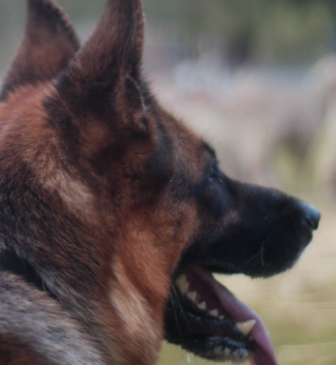 German Shepherd Dog,movie,film