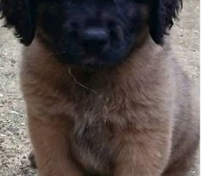 Leonberger,Heinrich Essig,Saint Bernard,Newfoundland