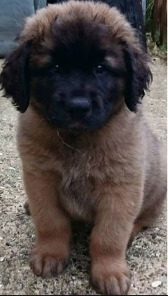 St bernard best sale newfie mix puppies