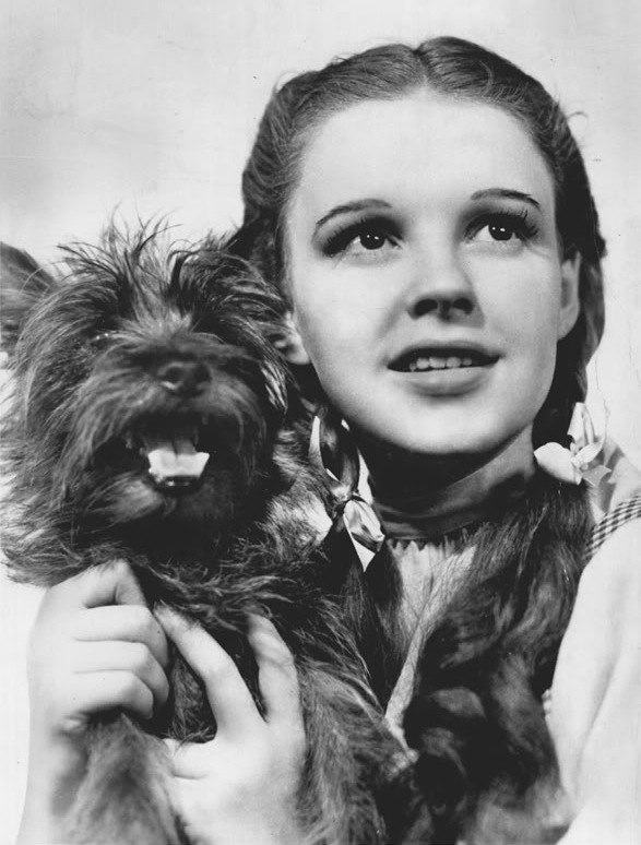 Toto,Wizard of Oz, Cairn Terrier