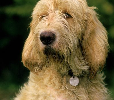 Briquet Griffon Vendeen, Grand Basset Griffon Vendéen, Grand Griffon Vendeen,Petit Basset Griffon Vendéen