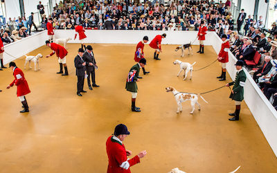 hounds,,Lycetts Festival of Hunting