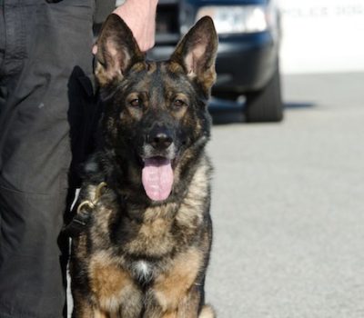 Belgian Malinois,Hutch,police dog,Boynton Beach Police Department
