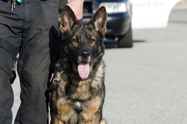 Belgian Malinois,Hutch,police dog,Boynton Beach Police Department