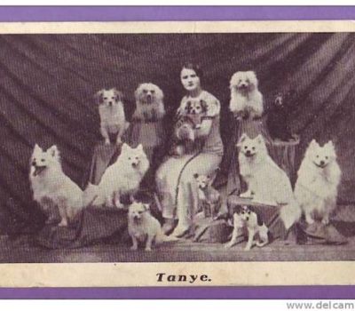 American Eskimo Dog,Mistbeller, Spitz, Eskimo Spitz, Mittel,circus,German Spitz