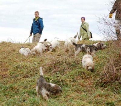 PBGV, hunt,Petit Basset Griffon Vendeen