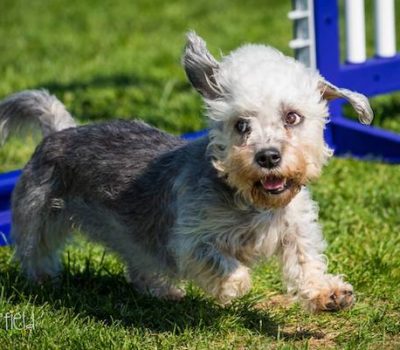 Dandie Dinmont Terrier,AKC National Championship, agility,vulnerable breed