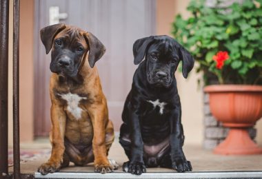 Cane Corso, Derek Jeter, baseball