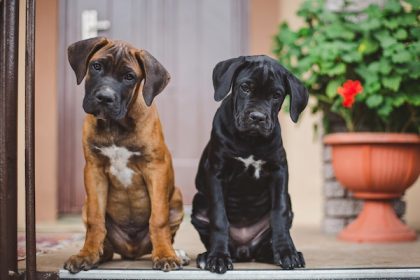 Cane Corso, Derek Jeter, baseball