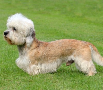 Dandie Dinmont