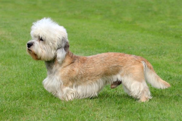 Dandie Dinmont