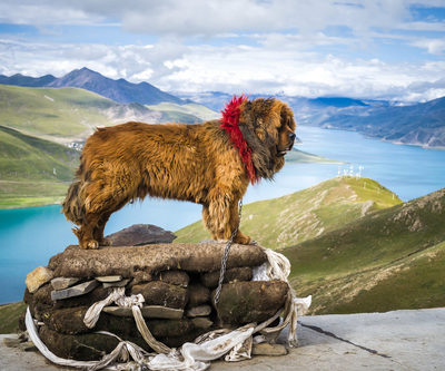 Do-Khyi, Tibetan Mastiff,Kekhor