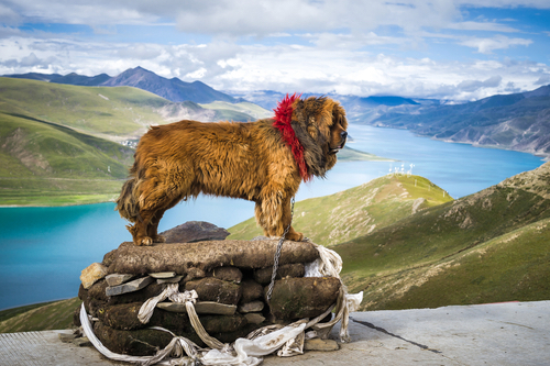 Do-Khyi, Tibetan Mastiff,Kekhor