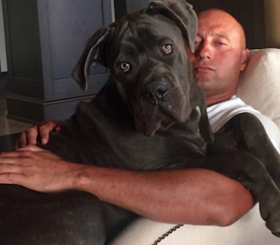 Derek Jeter,Cane Corso,Italian Mastiff,