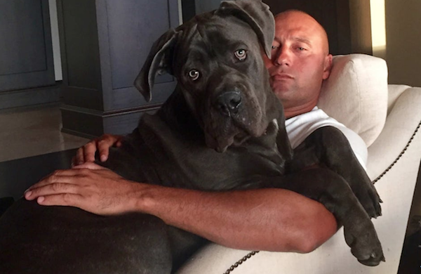 Cane Corso - Derek Jeter has a lovely Cane Corso named Kane 😍