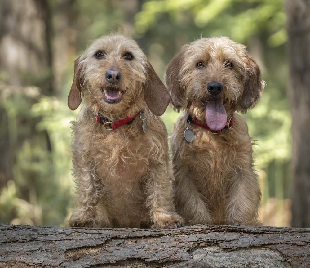 Shaghayer, coat, Basset Fauve de Bretagne