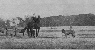 Irish Wolfhound,Mrs. Norwood Browning Smith,president,Herbert Hoover