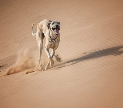 Al Hor, Arabian Greyhound, Arabian Sighthound, Berber Greyhound, Maghrebi Greyhound, Maghrebi Sight Hound, oroccan Greyhound, Sloughi, Sloughi Moghrebi