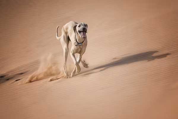 Al Hor, Arabian Greyhound, Arabian Sighthound, Berber Greyhound, Maghrebi Greyhound, Maghrebi Sight Hound, oroccan Greyhound, Sloughi, Sloughi Moghrebi