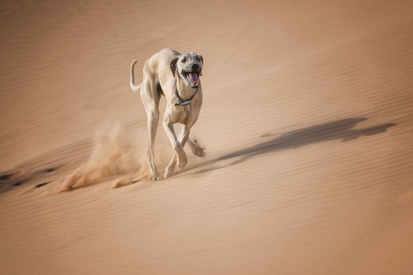 Al Hor, Arabian Greyhound, Arabian Sighthound, Berber Greyhound, Maghrebi Greyhound, Maghrebi Sight Hound, oroccan Greyhound, Sloughi, Sloughi Moghrebi