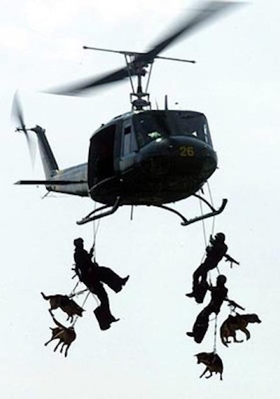 Belgian Malinois, Military,war dog,police dog, Cairo, Bin Laden,